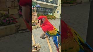 Beautiful Macaw 🦜 in Gatlinburg Tennessee birds macaw Parrot cuteanimals [upl. by Whatley]