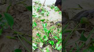 OMG Amazing skill CatFish Unbelievable river Season Fisherman CatFish Video shorts fish [upl. by Riamu949]