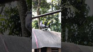 Male pigeon mating call  sobuj nor pigeon birds giribaz [upl. by Annol]