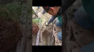 Mechanized planting process of pine and cypress seedlings [upl. by Vins]