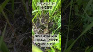 コモウセンゴケの群落 食虫植物 詐欺 不誠実 花言葉 Droseraspathulata carnivorousplants [upl. by Bogie883]