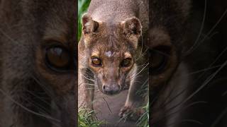 The Fossa A Vanishing Apex Predator 🦤🦣 shorts criticallyendangered endangered endangeredspecies [upl. by Myrtice415]