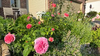 My Princess Alexandra of Kent and Olivia Rose are blooming 2nd flush [upl. by Martine]