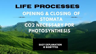 Life ProcessOpening and closing of Stomata Exp ShowCO2 is necessary for PhotosynthesisBIOBYTTES [upl. by Mccallion234]