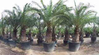 More Phoenix Canariensis from Big Plant Nursery [upl. by Tabor959]