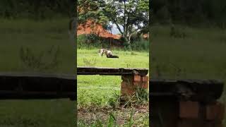 Perro de Raza Peligrosa Mata a Otro Perro en Santander de Quilichao [upl. by Means]