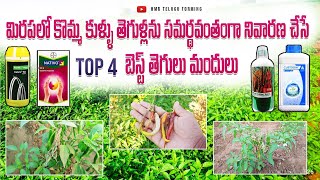 మిరపలో కొమ్మ కుళ్ళు నివారణకు top 4 fungicides in telugu  chilli komma kullu tegulu  kaya kullu [upl. by Nohtan]