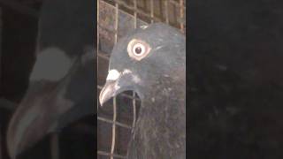 Rolling Pigeon palti kabutar rollerpigeonindiapets suscribe viewers [upl. by Assirok310]