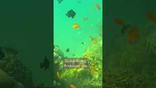 Scuba diving Andaman Islands [upl. by Eelyk]