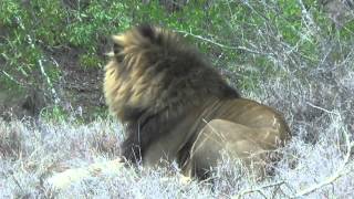 We find a huge male lion during our Shumbalala safari game drive [upl. by Oirasor]