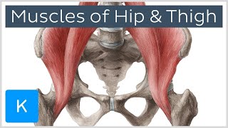 Muscles of the Hip and Thigh  Human Anatomy  Kenhub [upl. by Laddy]