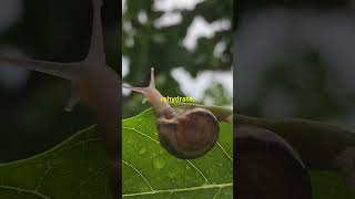 snails sleep more then you SnailSurvival Estivation Hibernation NatureFacts WildlifeBiology [upl. by Yecrad299]