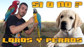 👉¿pueden vivir LOROS y PERROS juntos🤔❓✅si o no❎❓🦜 [upl. by Asnarepse]