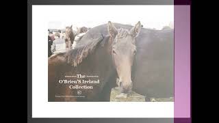 Ballinasloe Horse Fair 1985 County Galway Ireland [upl. by Nennek]