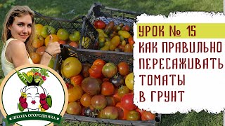 КАК ПРАВИЛЬНО ПЕРЕСАЖИВАТЬ РАССАДУ ПОМИДОР В ОТКРЫТЫЙ ГРУНТ [upl. by Tamer1]