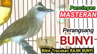 Pancingan trucukan agar bunyi dan Gacor [upl. by Nagar]