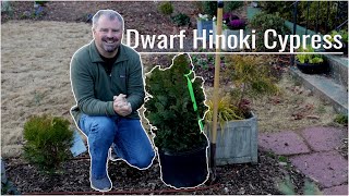 Dwarf Hinoki Cypress Planting [upl. by Melas]