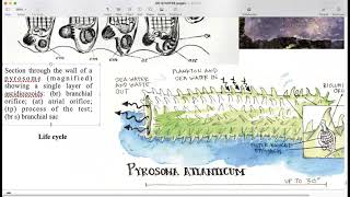 Zoology BSc Yr2 III Pyrosoma General Anatomy amp Life cycle p2 [upl. by Neladgam]