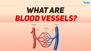 What are Blood vessels  Blood Circulation in Human being  Biology  Letstute [upl. by Juliette]