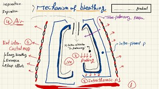 Respiratory System physiologyintroduction [upl. by Rezal]