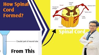 Development of Spinal Cord  How Caudal End of Neural Tube Becomes Spinal Cord [upl. by Rehctaht623]