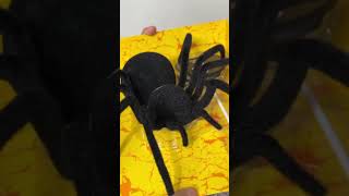 Black spider 😱  shorts shortsfeed youtubeshorts dangerous [upl. by Post]