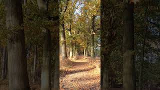 Autumn Bliss Watching Leaves Fall in a Sunlit Oak Alley 🍂🌞 AutumnVibes OakAlley FallingLeaves [upl. by Teodorico245]