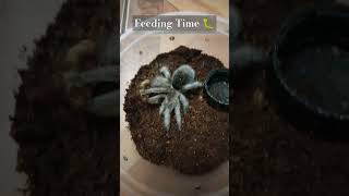 Chilean rose tarantula feeding 🕷️🕷️🕷️ Please click SUBSCRIBE for updates 😁 [upl. by Jolenta961]