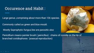Life Cycle of Penicillium part I [upl. by Vaughan]