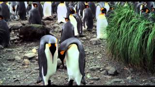 THE PENGUIN KING 3D TRAILER  In Cinemas From 24th October [upl. by Nereids]