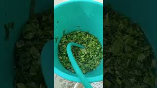 Kheton par sarso kata or sarso ka tasty saag banaya 🥬🌱 [upl. by Sivrahc]