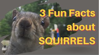 3 Fun Facts about Squirrels for kids cute greedy fast and clever [upl. by Fasto]