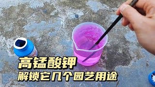 高錳酸鉀，你未解鎖的幾個用途，家庭園藝萬能殺菌藥 [upl. by Siravat]