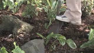 How to Grow LilyoftheValley Convallaria Majalis [upl. by Noskcaj]