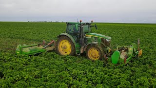 BROYAGE DES FANES DE PATATES EN BEAUCE  JD 6155R amp BASELI [upl. by Arahd]