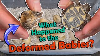 Mystery Turtle Eggs Hatching Part 2 [upl. by Notnats671]