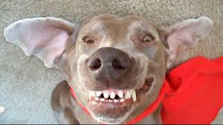 Funny Dog best of the worlds funniest talking Weimaraner videosHilarious [upl. by Yniatirb]