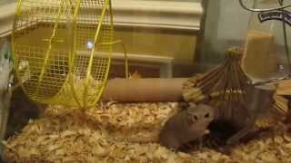 Cute gerbils playing D 2 [upl. by Llevron]