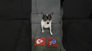 Chiefs vs Bills nfl nflpredictions nflfootball week11 kansascitychiefs buffalobills dog [upl. by Ahsienot]