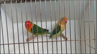 Green split Opaline and parblue euving Opaline beautiful lovebirds [upl. by Neva]