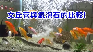 水族箱 文氏管與氣泡石的比較 [upl. by Ahsiekin309]