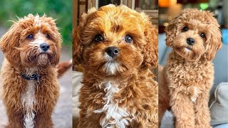 Cavapoo  Funny and Cute dog video compilation in 2022 [upl. by Aland872]