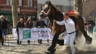 Belgian Draft Horses in Vilvoorde Belgium [upl. by Bekah978]