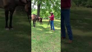 Hobble Training Your Horse [upl. by Iiette]