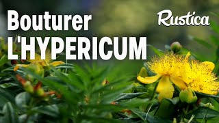 Bouturer l’hypéricum [upl. by Mari]