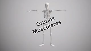 Grupos musculares medicinauy musculos [upl. by Annhoj]