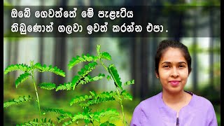 එළ පිටවක්කා Pitawakka  Niruri [upl. by Licna727]