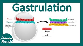 Gastrulation  what happens during gastrulation  week 3 of embryonic development [upl. by Bary]