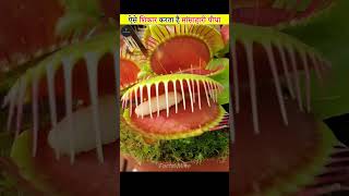 Venus Flytrap Carnivorous Plant [upl. by Neemsaj]