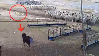 Tibetan Mastiff protects sheep flock from a wolf  Must Watch [upl. by Yreva]